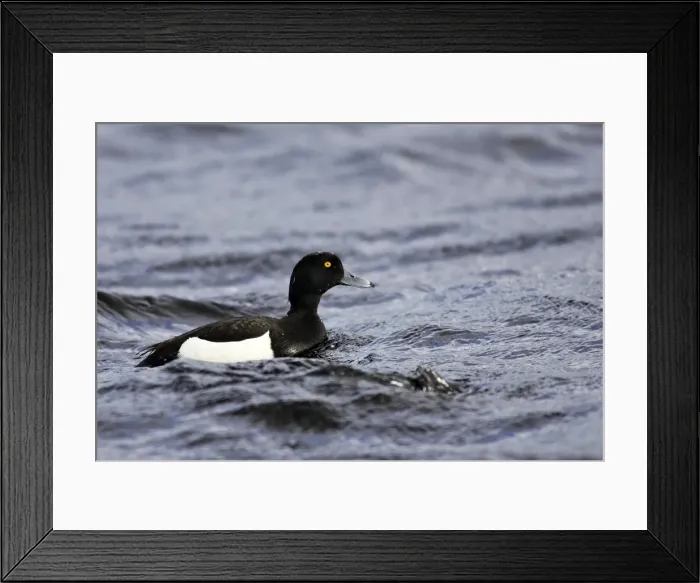 Framed Print : Tufted Duck - male. Varanger Fjord - Norway Framed Print : Tufted Duck - male. Varanger Fjord - Norway
