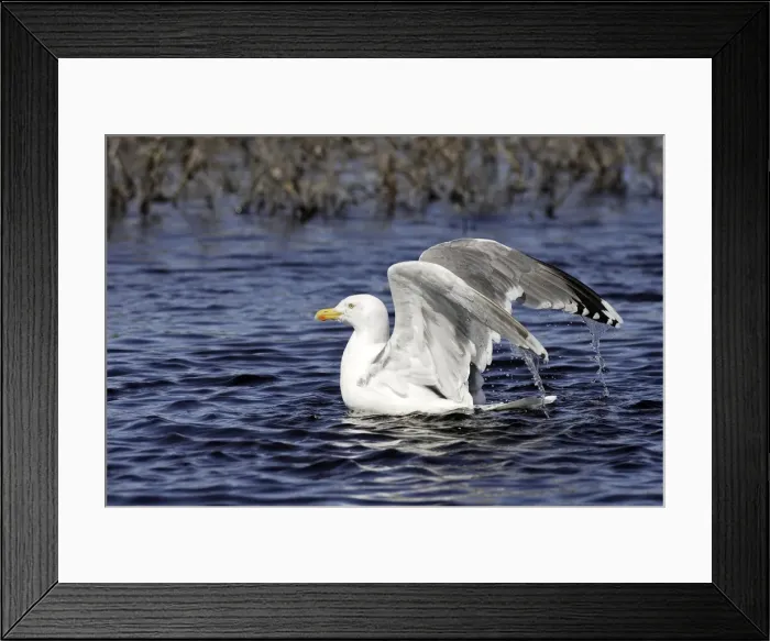 Framed Print : Herring Gull. Varanger Fjord - Norway Framed Print : Herring Gull. Varanger Fjord - Norway