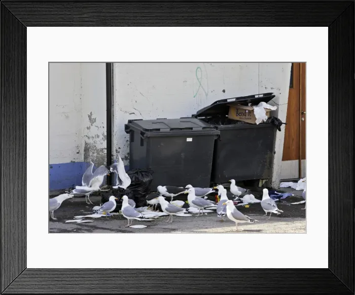 Framed Print : Herring Gull - around dustbin. Varanger - Norway Framed Print : Herring Gull - around dustbin. Varanger - Norway