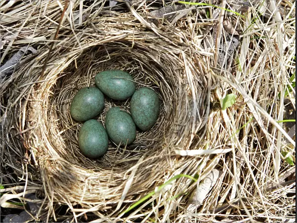 Nest of Redwing. Varanger - Norway