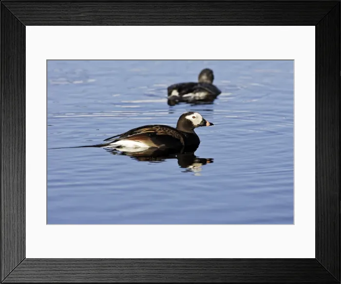 Framed Print : Long-tailed Duck - male. Varanger Fjord - Norway Framed Print : Long-tailed Duck - male. Varanger Fjord - Norway