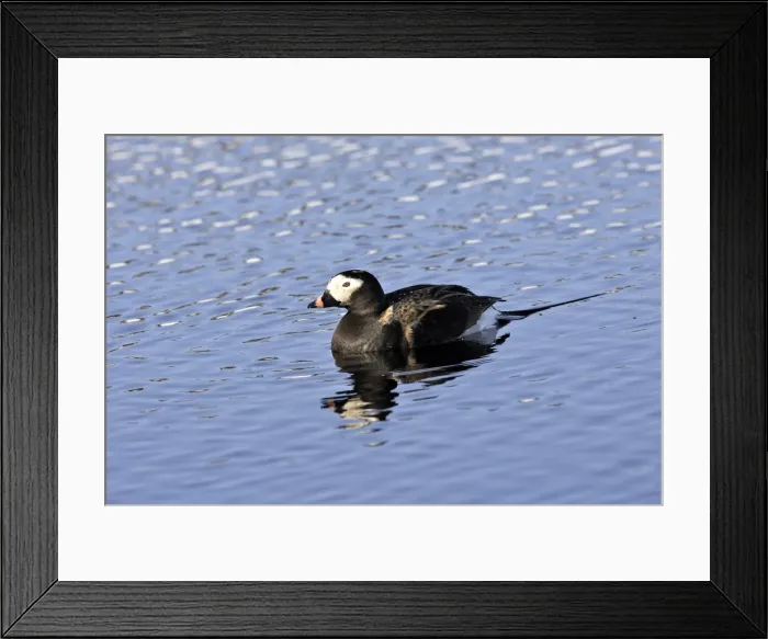 Framed Print : Long-tailed Duck - male. Varanger Fjord - Norway Framed Print : Long-tailed Duck - male. Varanger Fjord - Norway