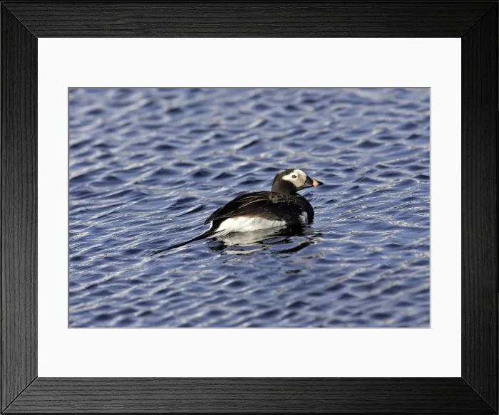 Framed Print : Long-tailed Duck - male. Varanger Fjord - Norway Framed Print : Long-tailed Duck - male. Varanger Fjord - Norway