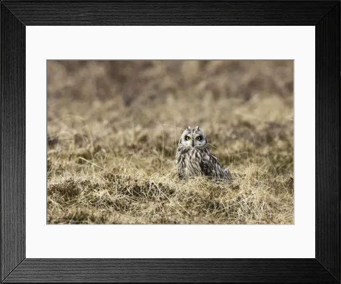 Framed Print : Short-eared Owl. Varanger Fjord - Norway Framed Print : Short-eared Owl. Varanger Fjord - Norway