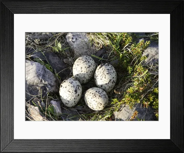 Framed Print : Oystercatcher - nest with four eggs. Varanger - Norway Framed Print : Oystercatcher - nest with four eggs. Varanger - Norway