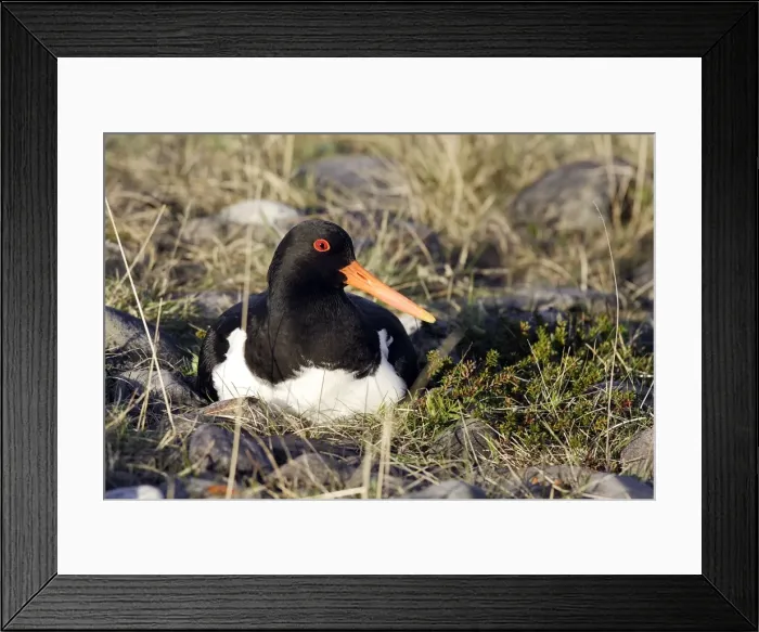 Framed Print : Oystercatcher - at nest. Varanger - Norway Framed Print : Oystercatcher - at nest. Varanger - Norway