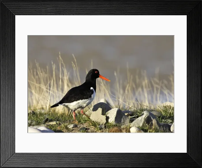 Framed Print : Oystercatcher. Varanger - Norway Framed Print : Oystercatcher. Varanger - Norway