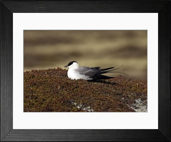 Framed Print : Long-tailed Skua / Jaeger. Varanger - Norway Framed Print : Long-tailed Skua / Jaeger. Varanger - Norway