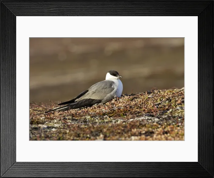 Framed Print : Long-tailed Skua / Jaeger. Varanger - Norway Framed Print : Long-tailed Skua / Jaeger. Varanger - Norway