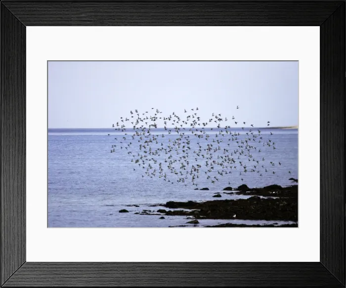 Framed Print : Red Knot - flock in flight on migration. Varanger - Norway Framed Print : Red Knot - flock in flight on migration. Varanger - Norway