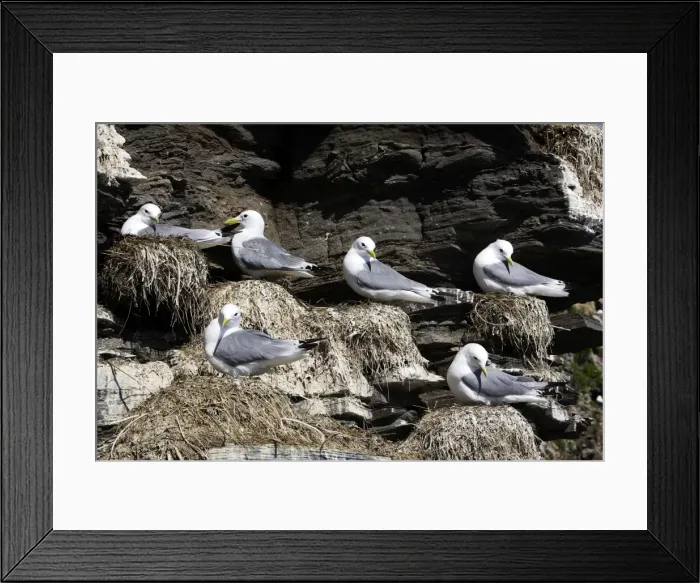 Framed Print : Black-legged Kittiwake - colony nesting on cliff edge. Varanger - Norway Framed Print : Black-legged Kittiwake - colony nesting on cliff edge. Varanger - Norway