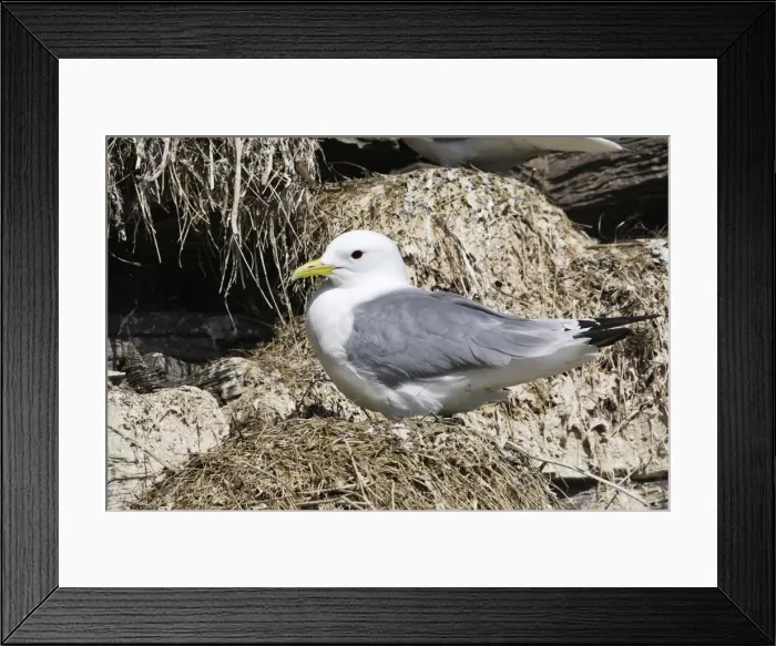 Framed Print : Black-legged Kittiwake - at nest. Varanger - Norway Framed Print : Black-legged Kittiwake - at nest. Varanger - Norway