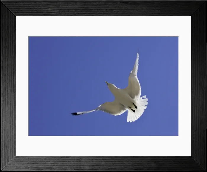 Framed Print : Black-legged Kittiwake - in flight. Varanger - Norway Framed Print : Black-legged Kittiwake - in flight. Varanger - Norway