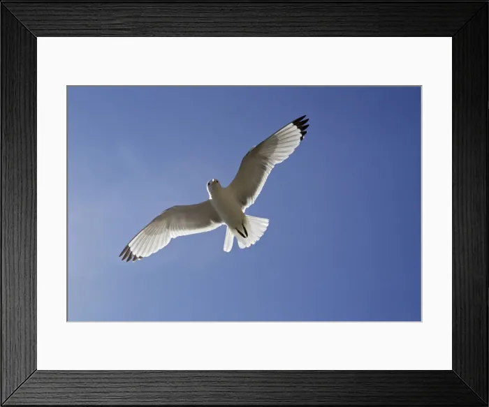 Framed Print : Black-legged Kittiwake - in flight. Varanger - Norway Framed Print : Black-legged Kittiwake - in flight. Varanger - Norway