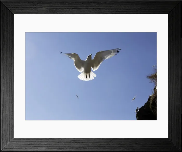 Framed Print : Black-legged Kittiwake - in flight. Varanger - Norway Framed Print : Black-legged Kittiwake - in flight. Varanger - Norway