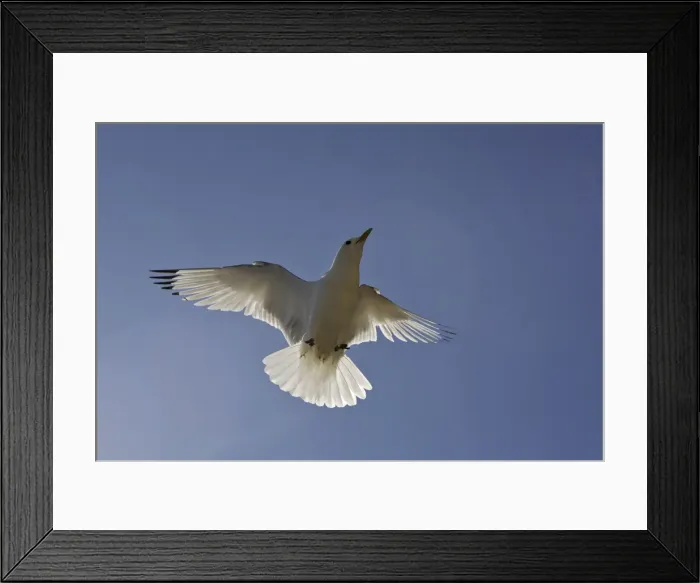 Framed Print : Black-legged Kittiwake - in flight. Varanger - Norway Framed Print : Black-legged Kittiwake - in flight. Varanger - Norway