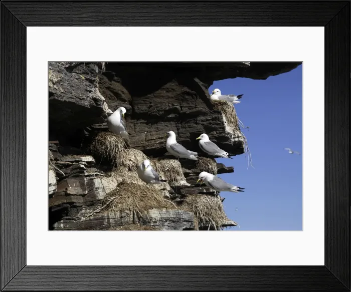 Framed Print : Black-legged Kittiwake - colony nesting on cliff edge. Varanger - Norway Framed Print : Black-legged Kittiwake - colony nesting on cliff edge. Varanger - Norway