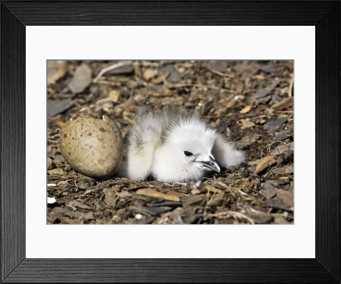 Framed Print : Black-legged Kittiwake - chick at nest next to egg. Varanger - Norway Framed Print : Black-legged Kittiwake - chick at nest next to egg. Varanger - Norway
