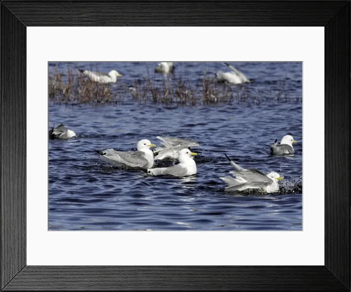 Framed Print : Black-legged Kittiwake - in water. Varanger fjord - Norway Framed Print : Black-legged Kittiwake - in water. Varanger fjord - Norway