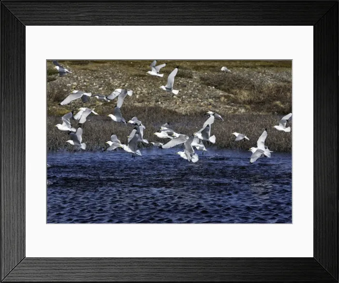 Framed Print : Black-legged Kittiwake - taking off from water. Varanger fjord - Norway