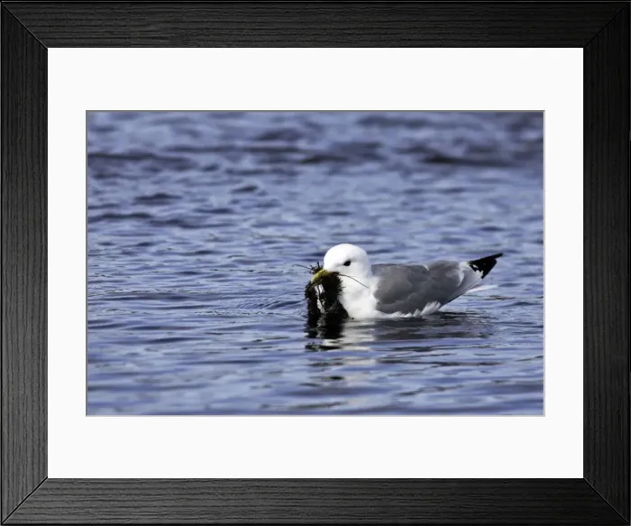 Framed Print : Black-legged Kittiwake - in water with seaweed in beak. Varanger fjord - Norway Framed Print : Black-legged Kittiwake - in water with seaweed in beak. Varanger fjord - Norway