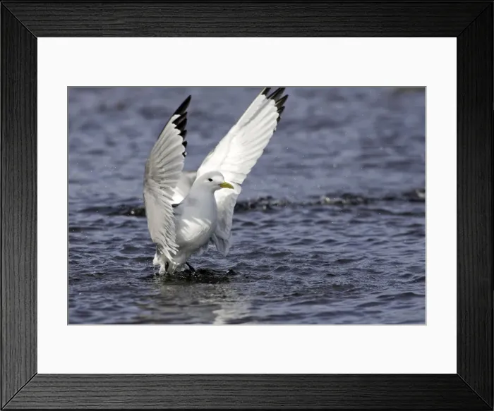 Framed Print : Black-legged Kittiwake - in water flapping wings. Varanger fjord - Norway Framed Print : Black-legged Kittiwake - in water flapping wings. Varanger fjord - Norway