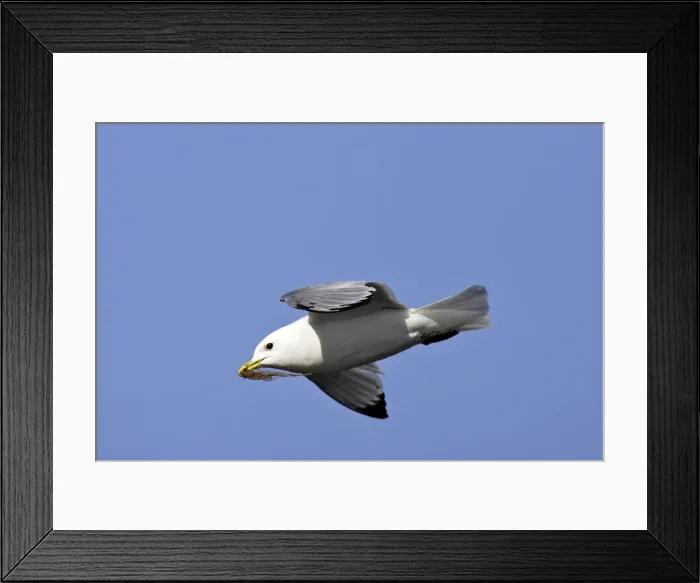 Framed Print : Black-legged Kittiwake - in flight with seaweed in beak. Varanger fjord - Norway Framed Print : Black-legged Kittiwake - in flight with seaweed in beak. Varanger fjord - Norway