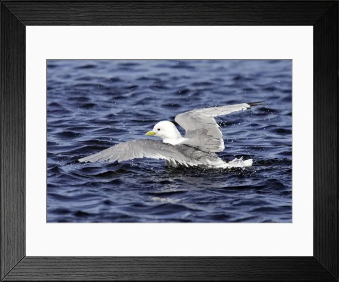 Framed Print : Black-legged Kittiwake - in water. Varanger fjord - Norway Framed Print : Black-legged Kittiwake - in water. Varanger fjord - Norway