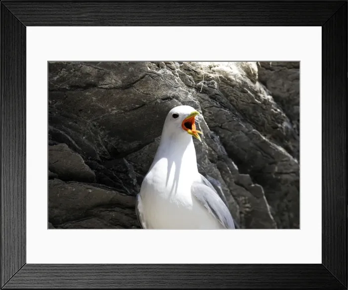 Framed Print : Black-legged Kittiwake - calling. Varanger fjord - Norway Framed Print : Black-legged Kittiwake - calling. Varanger fjord - Norway