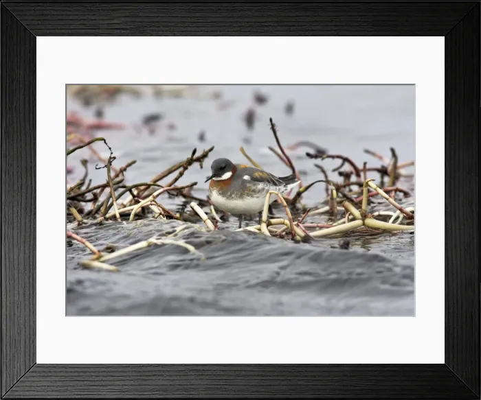 Framed Print : Red-necked Phalarope - in water. Varanger fjord - Norway Framed Print : Red-necked Phalarope - in water. Varanger fjord - Norway