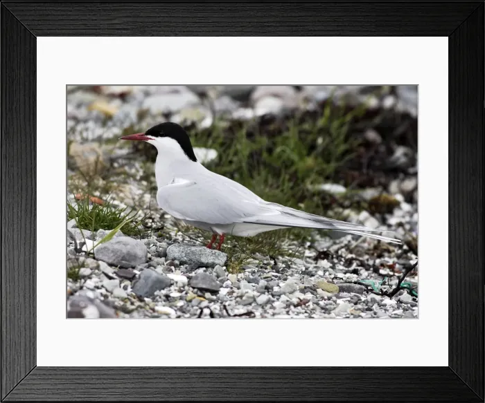 Framed Print : Arctic Tern. Varanger fjord - Norway Framed Print : Arctic Tern. Varanger fjord - Norway