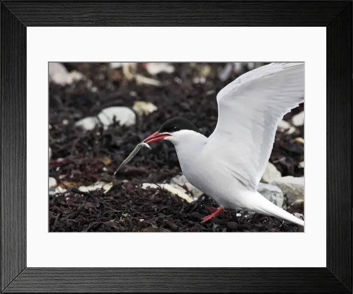 Framed Print : Arctic Tern - with fish in beak. Varanger fjord - Norway Framed Print : Arctic Tern - with fish in beak. Varanger fjord - Norway