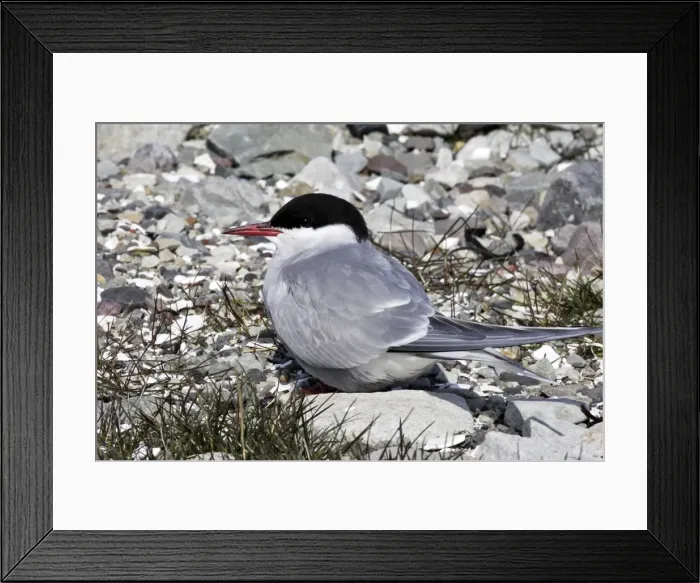 Framed Print : Arctic Tern. Varanger fjord - Norway Framed Print : Arctic Tern. Varanger fjord - Norway