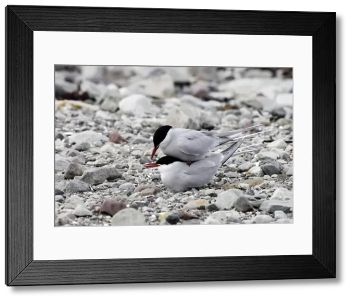 Framed Print : Arctic Tern - pair mating. Varanger fjord - Norway Framed Print : Arctic Tern - pair mating. Varanger fjord - Norway