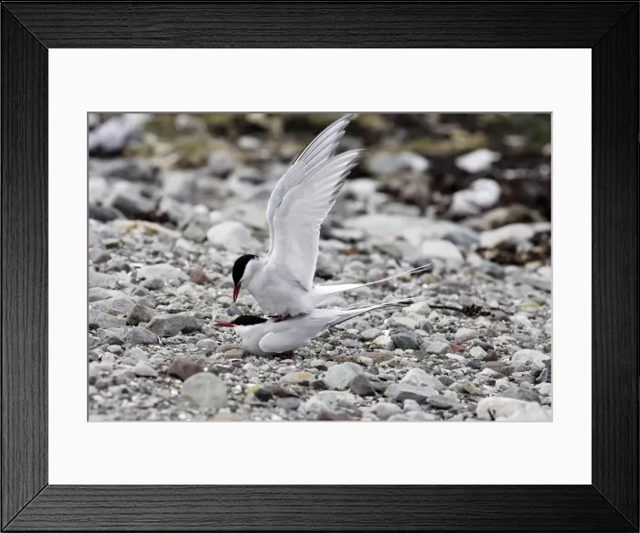 Framed Print : Arctic Tern - pair mating. Varanger fjord - Norway Framed Print : Arctic Tern - pair mating. Varanger fjord - Norway