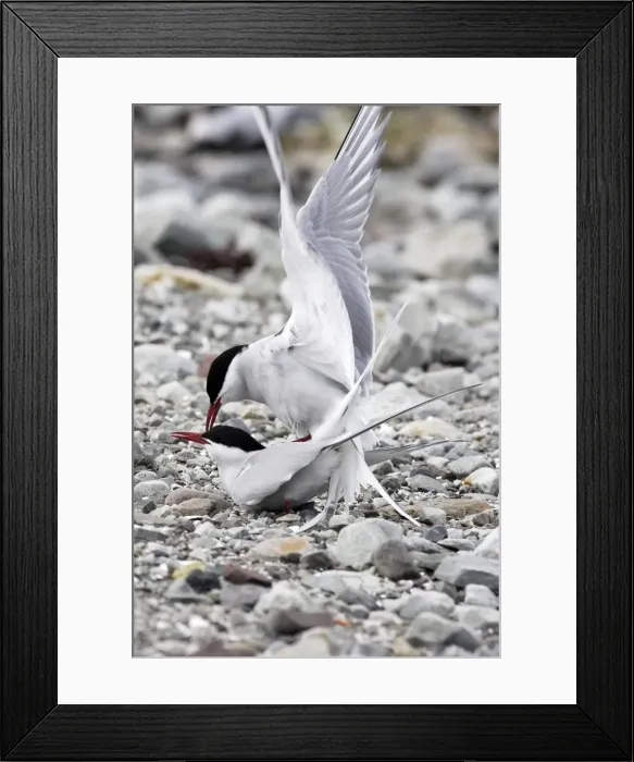 Framed Print : Arctic Tern - pair mating. Varanger fjord - Norway Framed Print : Arctic Tern - pair mating. Varanger fjord - Norway