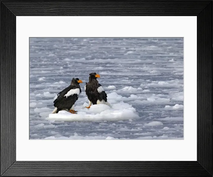 Framed Print : Steller's Sea Eagle - Hokkaido - Japan Framed Print : Steller's Sea Eagle - Hokkaido - Japan