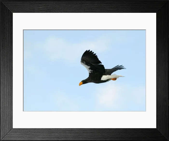 Framed Print : Steller's Sea Eagle - in flight - Hokkaido - Japan Framed Print : Steller's Sea Eagle - in flight - Hokkaido - Japan