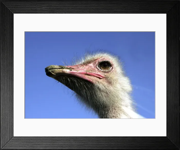 Framed Print : Ostrich - close up of head - male Framed Print : Ostrich - close up of head - male