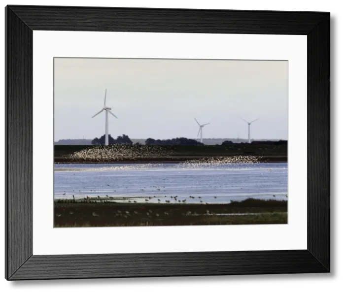 Framed Print : Sandpipers - flocks in flight with wind turbines in background in winter. Husum, North of Germany