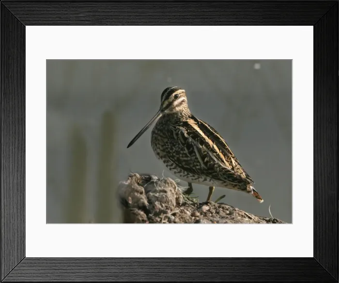 Framed Print : Common Snipe. Coto Donana National Park - Spain Framed Print : Common Snipe. Coto Donana National Park - Spain