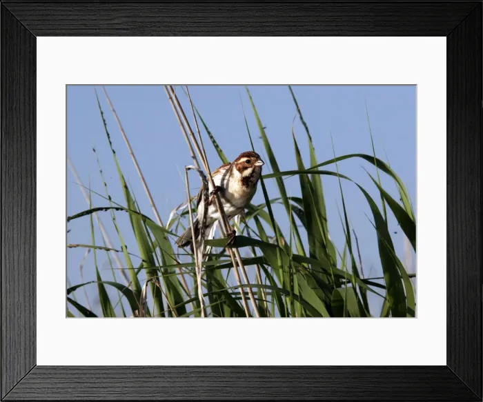 Framed Print : Reed bunting. Bulgaria Framed Print : Reed bunting. Bulgaria