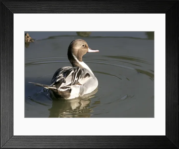 Framed Print : Northern Pintail - Male Aiguamolls, RAMSAR Site, Spain Framed Print : Northern Pintail - Male Aiguamolls, RAMSAR Site, Spain