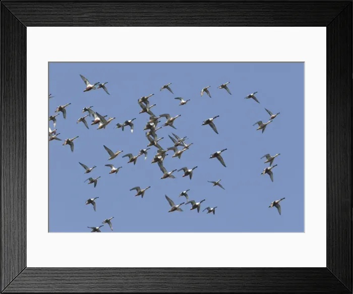 Framed Print : Northern Shoveler - in winter. Aiguamolls Park, RAMSAR site, Spain Framed Print : Northern Shoveler - in winter. Aiguamolls Park, RAMSAR site, Spain