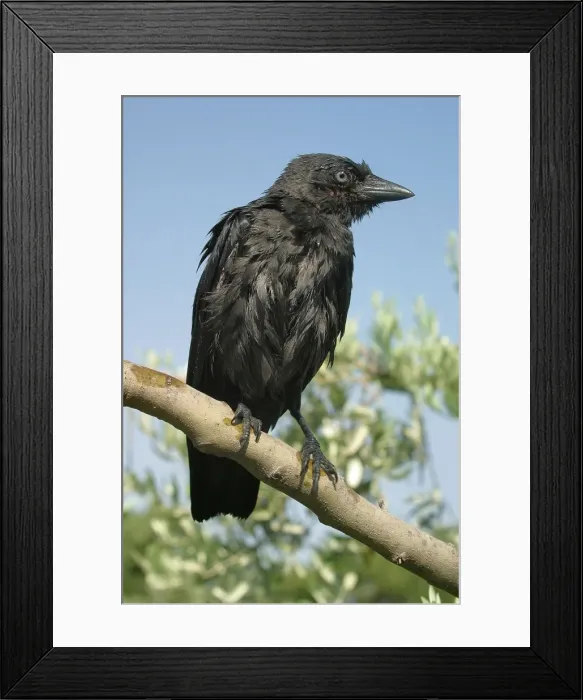 Framed Print : Eurasian Jackdaw. Vaucluse - Provence - PACA - France Framed Print : Eurasian Jackdaw. Vaucluse - Provence - PACA - France