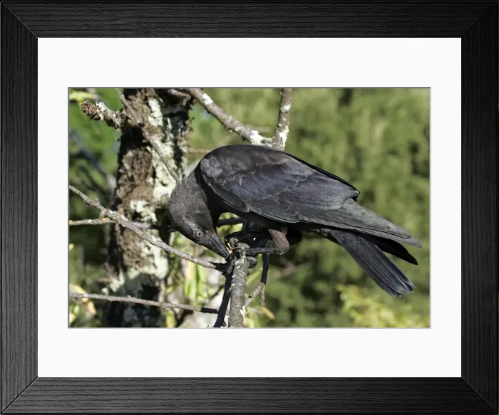 Framed Print : Eurasian Jackdaw. Vaucluse - Provence - PACA - France Framed Print : Eurasian Jackdaw. Vaucluse - Provence - PACA - France
