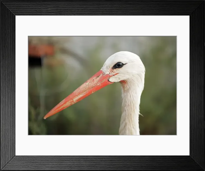 Framed Print : White Stork. Aiguamolls National Park - Spain Framed Print : White Stork. Aiguamolls National Park - Spain