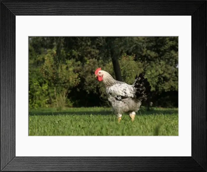 Framed Print : Chicken - Dwarf Cock of Hamburg Framed Print : Chicken - Dwarf Cock of Hamburg