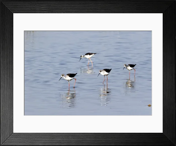 Framed Print : Black-winged Stilt - Coto Doniana National Park - Spain Framed Print : Black-winged Stilt - Coto Doniana National Park - Spain