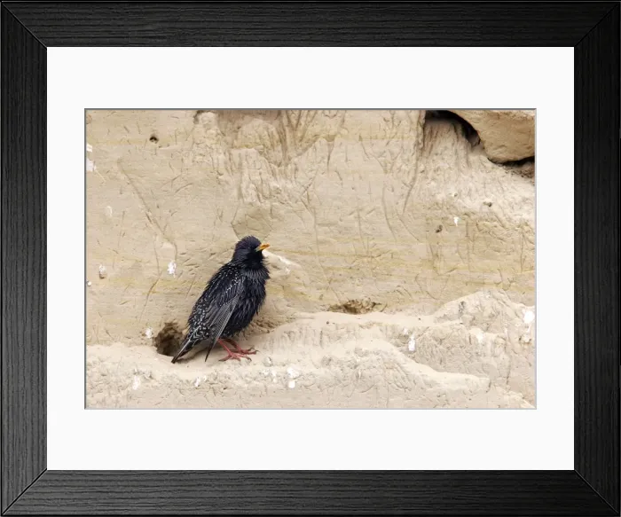 Framed Print : Starling. Bulgaria Framed Print : Starling. Bulgaria